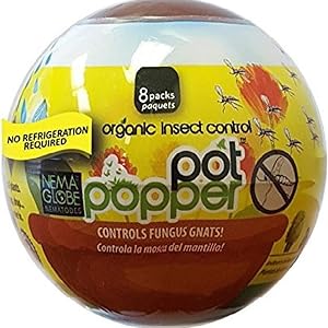 efi fungus gnat beneficial nematodes environmental factor