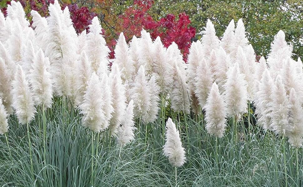 white pampas grass