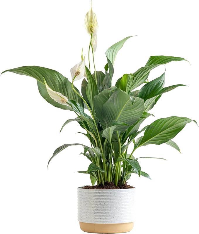 Costa Farms Peace Lily Plant, Live Indoor House Plant with Flowers, Room Air Purifier in Modern Clay Decor Planter, Houseplant in Potting Soil, Plant Lover or New Home Gift, Desk Decor, 15-Inches Tall