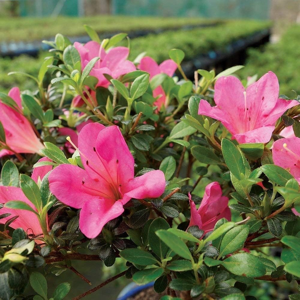 Brussel's Bonsai Live Satsuki Azalea Outdoor Bonsai Tree - 5 Years Old; 6" to 8" Tall with Decorative Container - Image 3