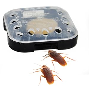 roach bait, roach trap
