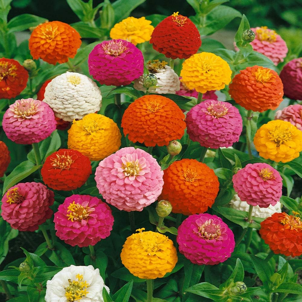 Outsidepride Zinnia Elegans Lilliput Heat & Drought Tolerant Garden Cut Flower Mix - 1000 Seeds - Image 3