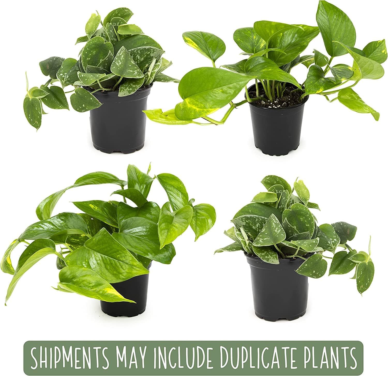 Live Pothos Plants (4PK) Indoor Plants Live Houseplants, Pothos Live Plant House Plants Indoors Live Plants, Money Plant Indoor Pothos Plant Decor, Devils Ivy Trailing Plants Live by Plants for Pets - Image 3