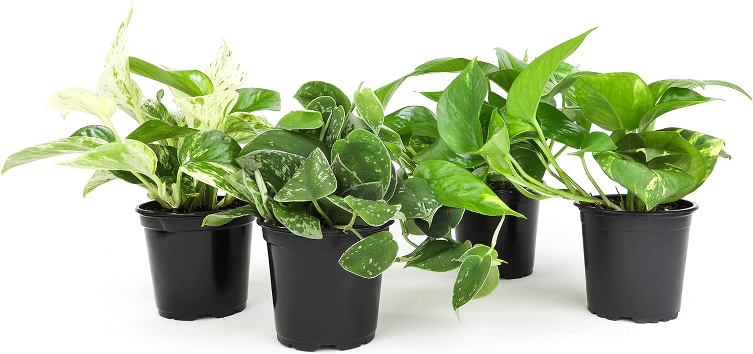 Live Pothos Plants (4PK) Indoor Plants Live Houseplants, Pothos Live Plant House Plants Indoors Live Plants, Money Plant Indoor Pothos Plant Decor, Devils Ivy Trailing Plants Live by Plants for Pets