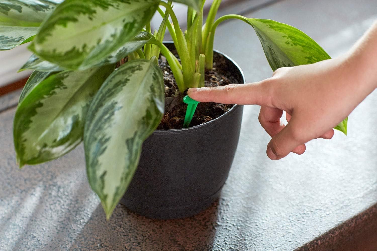 Miracle-Gro Indoor Plant Food Spikes, Includes 24 Spikes - Continuous Feeding for all Flowering and Foliage Houseplants - NPK 6-12-6 - Image 2