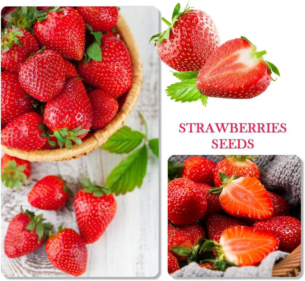 1100pcs Mixed Fruit Seeds Berry Seeds for Planting 200pcs Strawberry 200pcs Raspberry 200pcs Mulberry 200pcs Blueberry 200pcs Elderberry 10pcs Cherry - Individually Packaged - Image 2