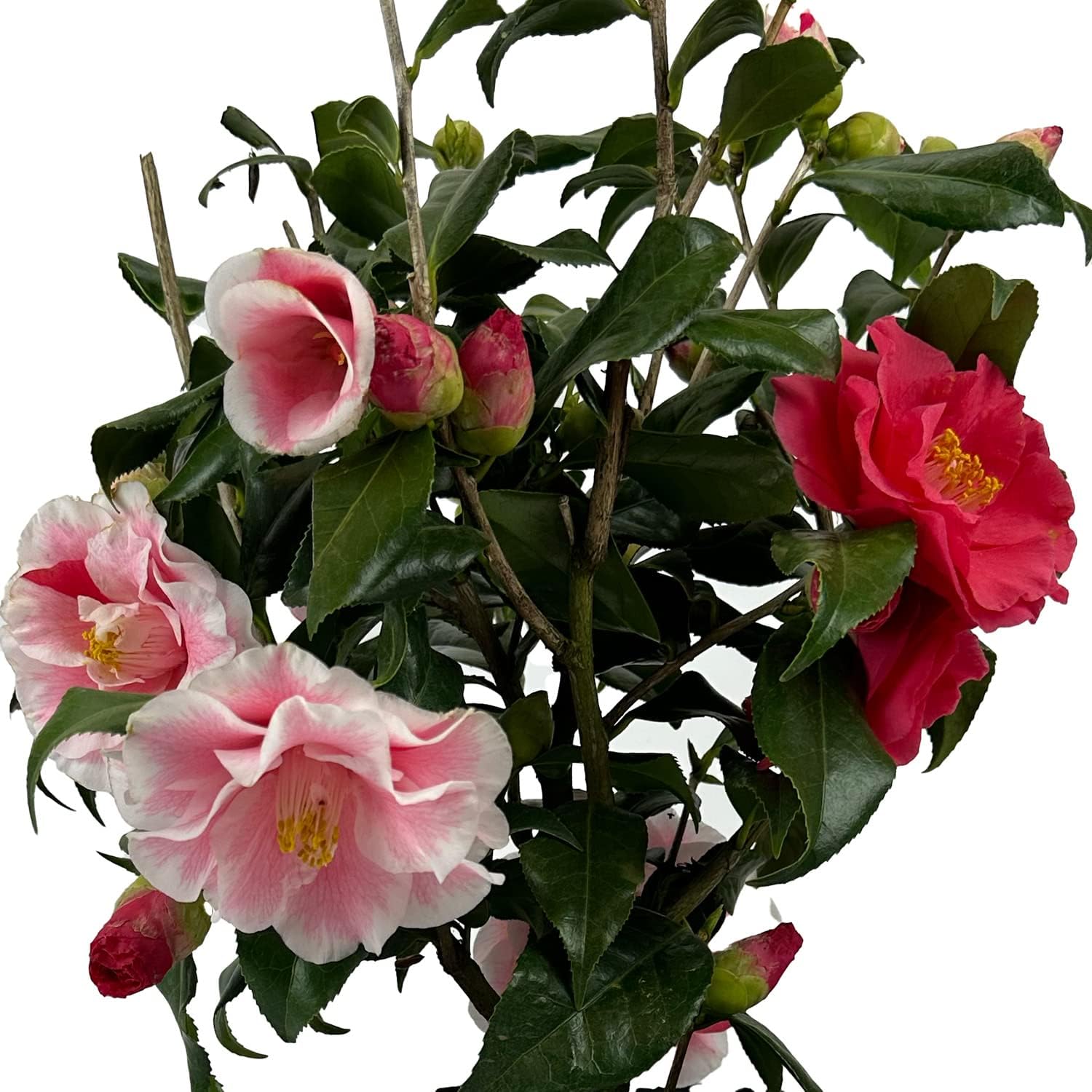Lady Vansittart Camellia - 3 Gal - Evergreen Shrub - Multi-Colored Blooms Pink Red White Splashes - Attracts Bees - Hardiness Zones 7-9 – Camellia Japonica ‘Lady Vansittart’ - 3 Gallon Pot - Image 3