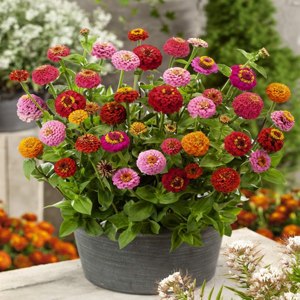 Outsidepride Zinnia Elegans Lilliput Heat & Drought Tolerant Garden Cut Flower Mix - 1000 Seeds - Image 2
