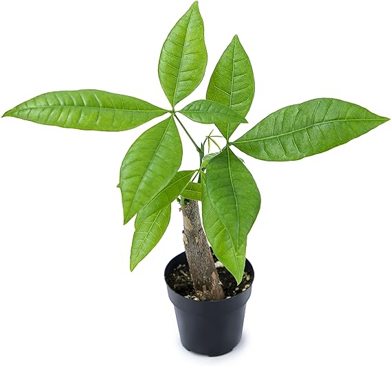 Live Money Tree Plant, Pachira Aquatica Money Tree, Feng Shui Money Tree Pachira Aquatica Plant, Pachira Plant Bonsai Tree in Planter Pot With Soil, Money Tree Plant Indoor Plants by Plants for Pets - Image 2