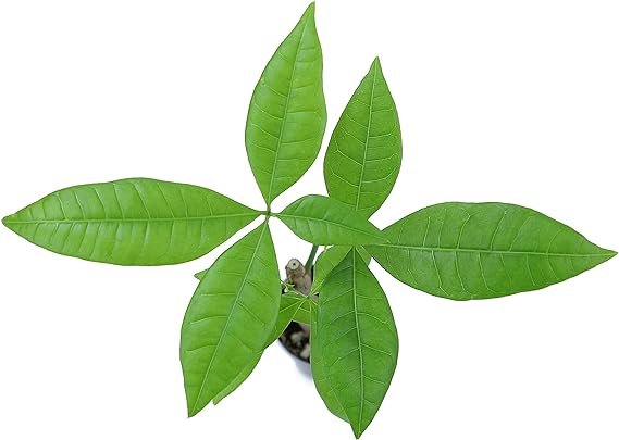 Live Money Tree Plant, Pachira Aquatica Money Tree, Feng Shui Money Tree Pachira Aquatica Plant, Pachira Plant Bonsai Tree in Planter Pot With Soil, Money Tree Plant Indoor Plants by Plants for Pets - Image 3