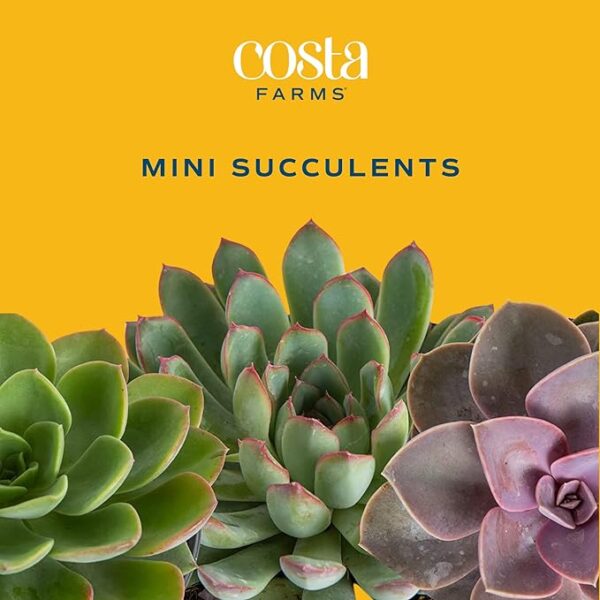 Costa Farms Live Succulent Plants (11-Pack), Mini Succulent Assortment Potted in Nursery Plant Pots, Grower's Choice Indoor Houseplants, Bulk Gift for Baby Shower, Wedding, Party, 2-Inches Tall - Image 2