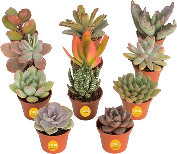 Costa Farms Live Succulent Plants (11-Pack), Mini Succulent Assortment Potted in Nursery Plant Pots, Grower's Choice Indoor Houseplants, Bulk Gift for Baby Shower, Wedding, Party, 2-Inches Tall