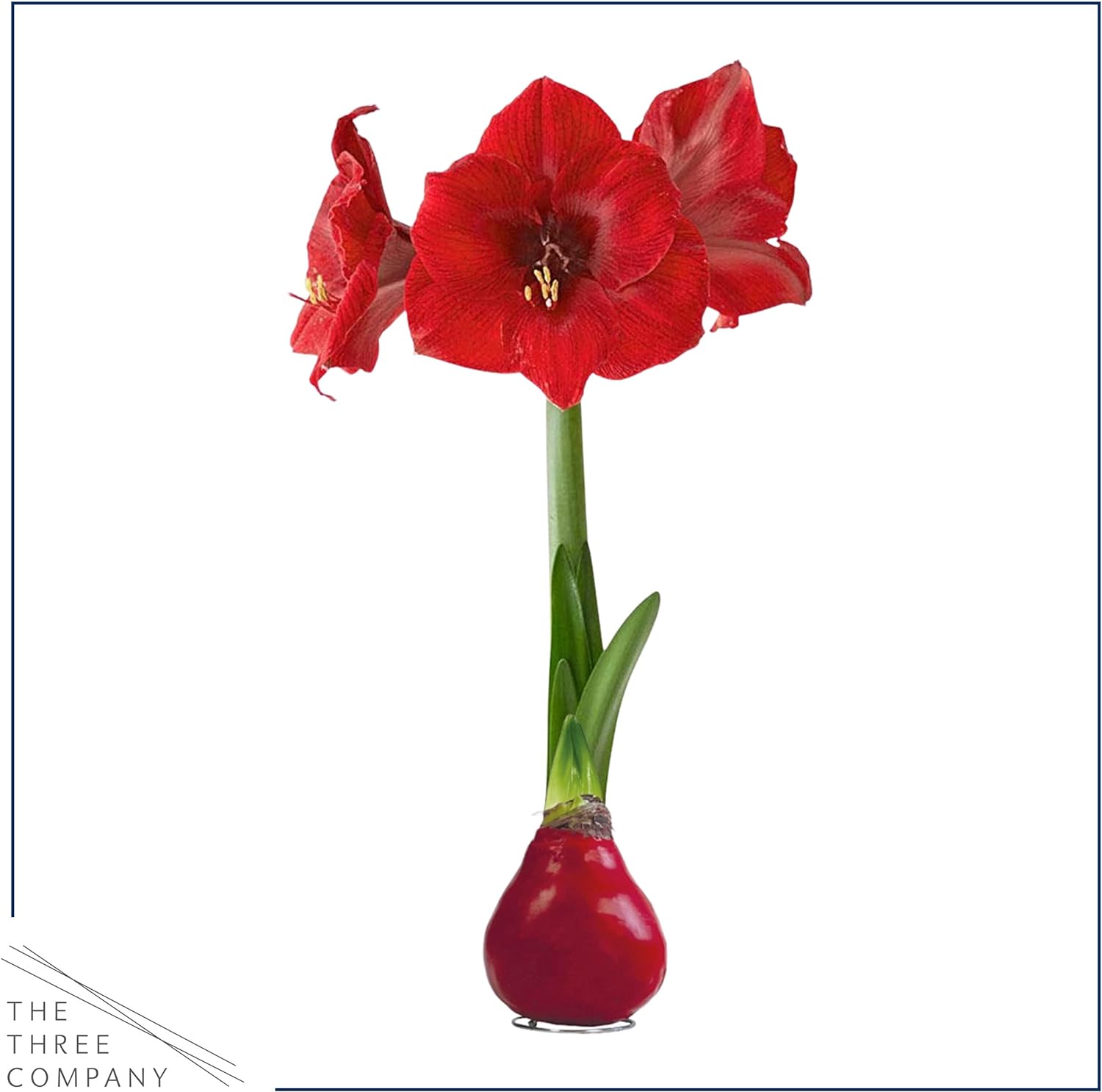Waxed Amaryllis Bulb - Red - Easy Care - No Watering Needed - Beautiful Live Décor - Image 3