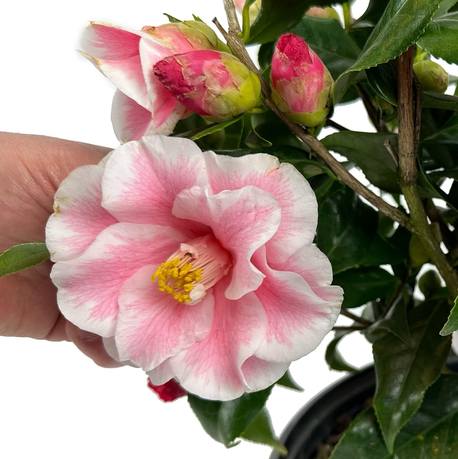 Lady Vansittart Camellia - 3 Gal - Evergreen Shrub - Multi-Colored Blooms Pink Red White Splashes - Attracts Bees - Hardiness Zones 7-9 – Camellia Japonica ‘Lady Vansittart’ - 3 Gallon Pot - Image 2