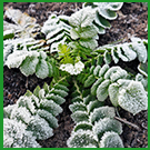 FROST CLOTH PLANT FREEZE PROTECTION FOR WINTER FLOATING ROW COVERS FOR GARDERN PLANT BLANKET