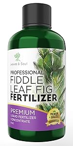 fiddle leaf fig houseplant