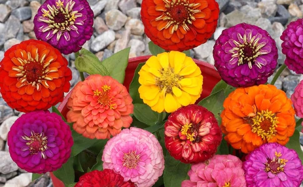 Zinnia elegans liliput mix