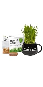 Cat grass growing kit, cat grass seed, pet grass, grass for cats, cat treats, grow kit