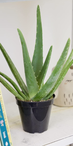 Aloe