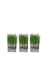 Cat Grass Grow Bag Kit
