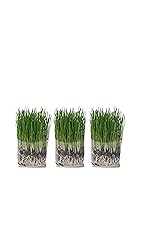 Cat Grass Grow Bag Kit