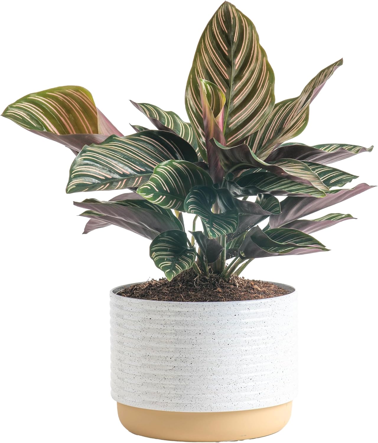 Costa Farms Calathea Live Plant, Easy to Grow Live Indoor Houseplant in Ceramic Plant Pot, Grower's Choice, Home and Room Decor, 1-2 Feet Tall