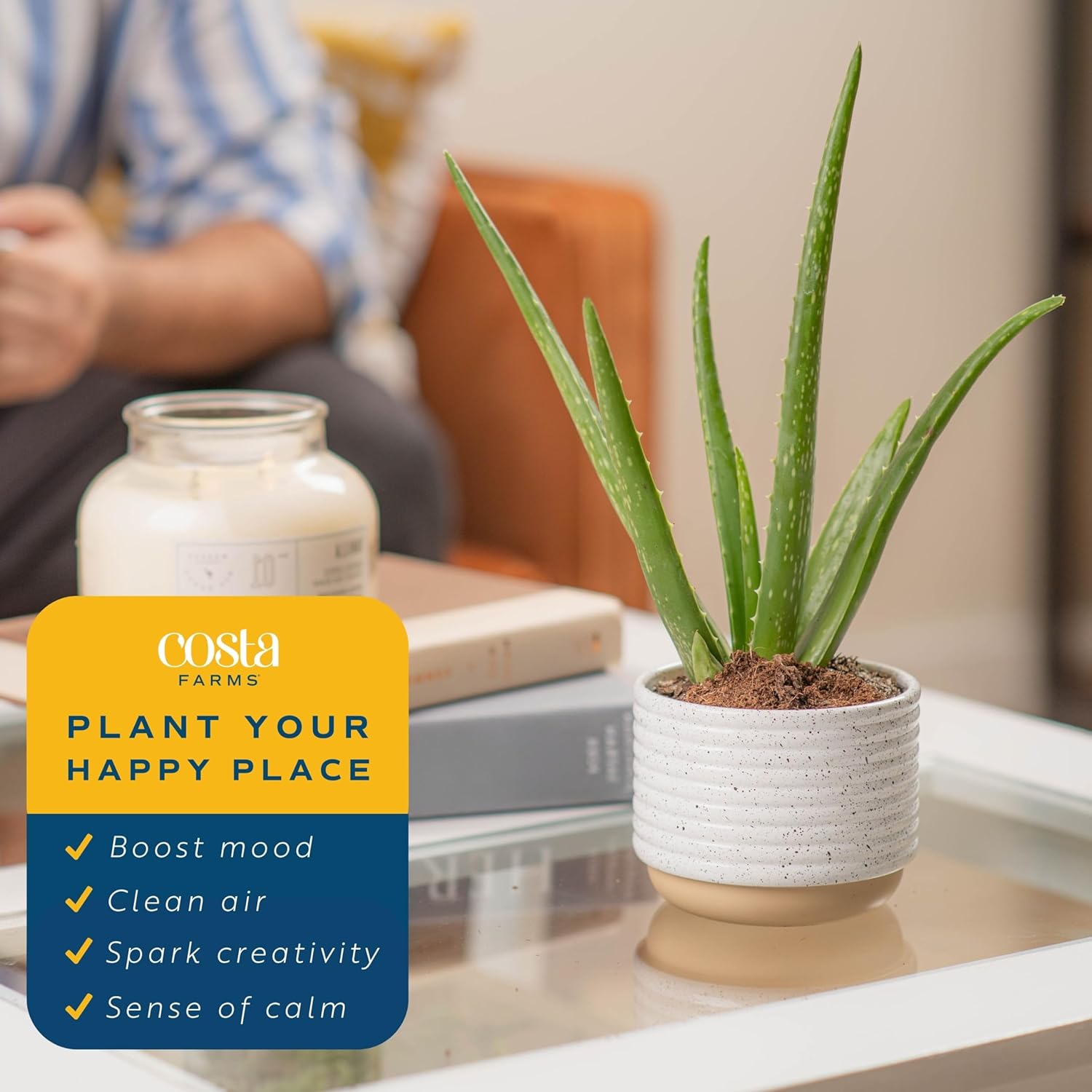 Costa Farms Aloe Vera, Live Succulent Plant, Easy Care Indoor Houseplant in Modern Décor Planter, Room Air Purifier, Tabletop, Office, Desk or Home Décor, Birthday, Gardening Gift, 10-12 Inches Tall - Image 3