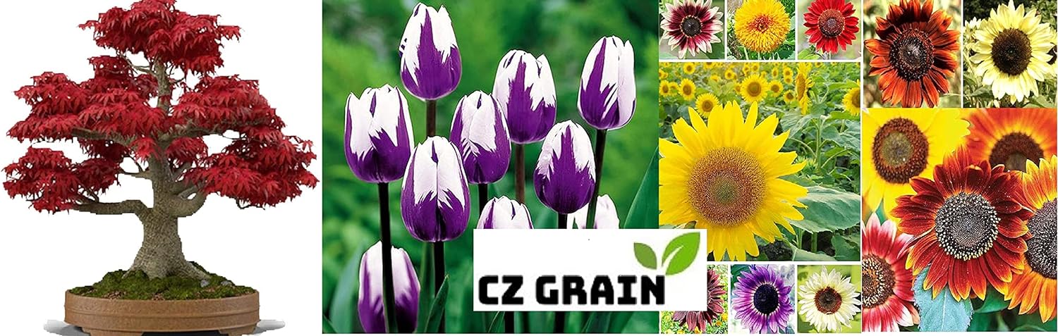 CZ Grain Bonsai Green Weeping Willow Tree Cutting - Thick Trunk Start, Dwarf Bonsai Material. Ships from Iowa, USA - Image 2