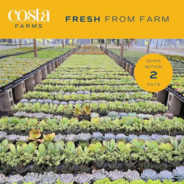 Costa Farms Live Succulent Plants (11-Pack), Mini Succulent Assortment Potted in Nursery Plant Pots, Grower's Choice Indoor Houseplants, Bulk Gift for Baby Shower, Wedding, Party, 2-Inches Tall - Image 3