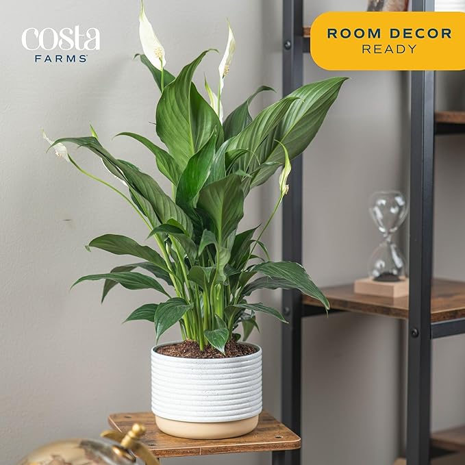 Costa Farms Peace Lily Plant, Live Indoor House Plant with Flowers, Room Air Purifier in Modern Clay Decor Planter, Houseplant in Potting Soil, Plant Lover or New Home Gift, Desk Decor, 15-Inches Tall - Image 3