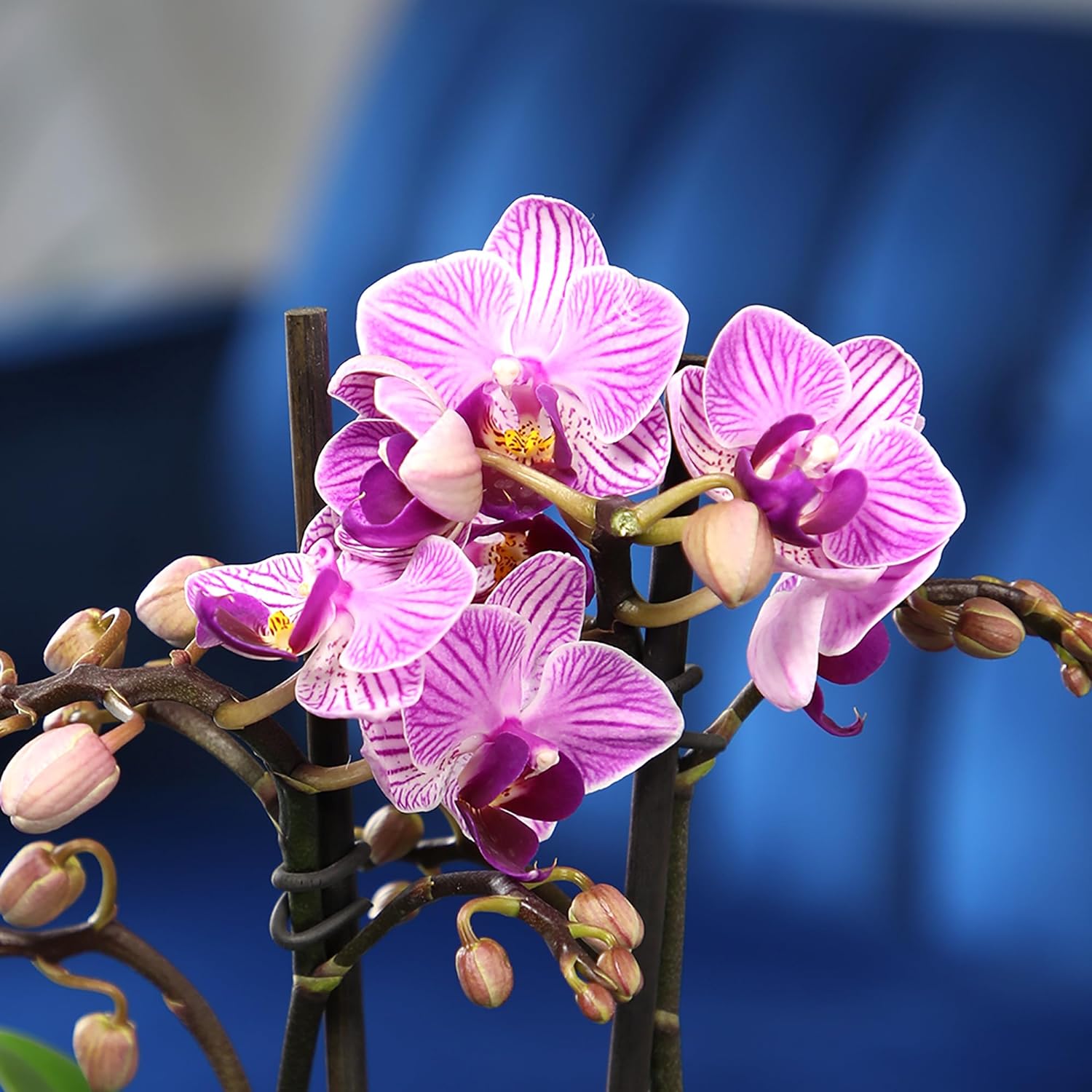 Purple Phalaenopsis Live Orchid Plant Lover Gift & White Orchid Pot, 11-15" Tall, Live Plant Gift, Fresh Orchids Plants Live House Plants, Live Plants Indoor Plants Live Houseplants by Plants for Pets - Image 3