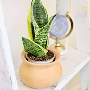 houseplants house plant plants indoor decor indoors succulents tillandsias pothos