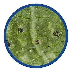 controls spider mites