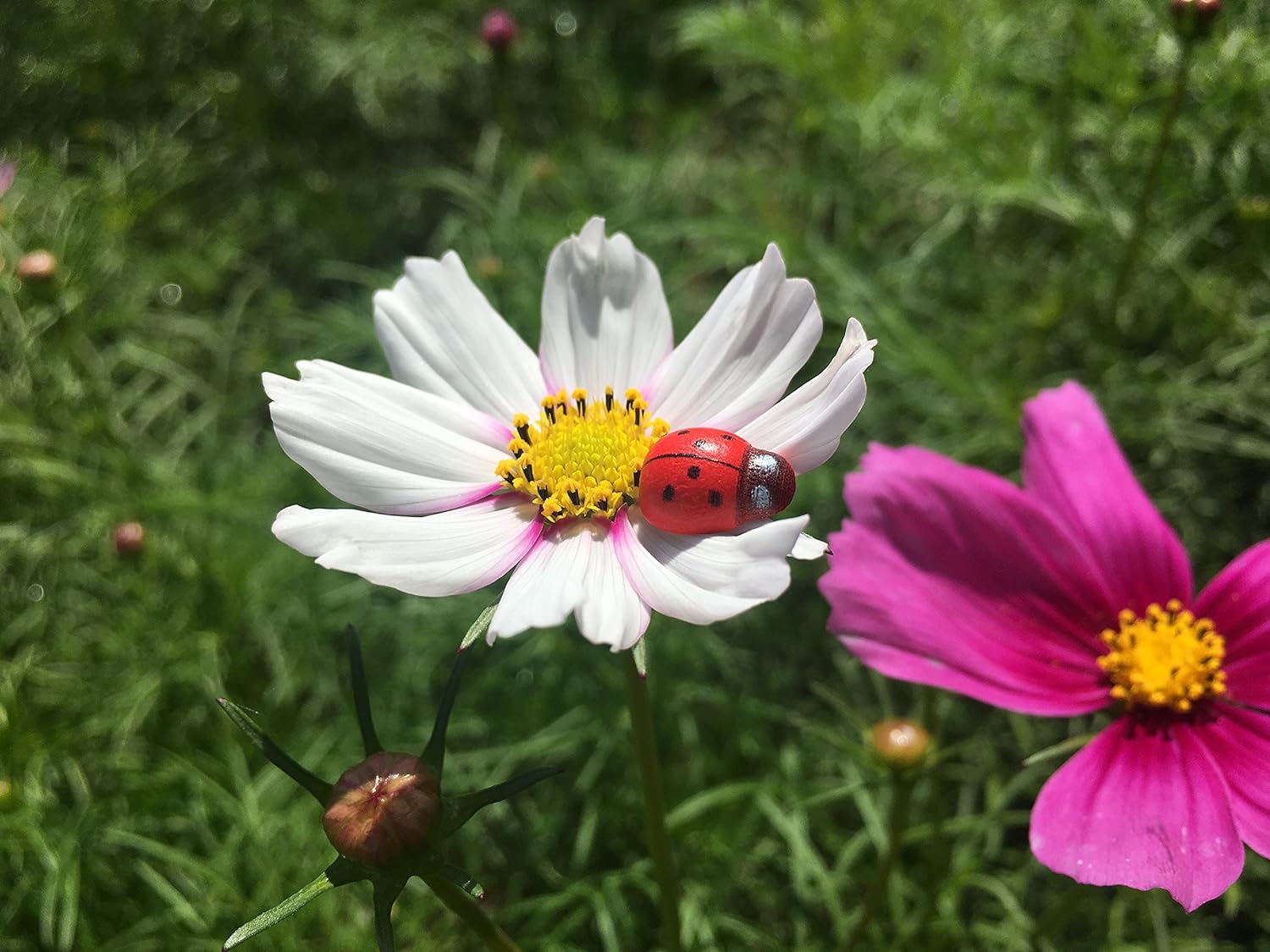 HoneyToys 20Pcs Painted Wooden Ladybug/Self Adhesive/Craft/Decorations/Home Decor/Plants (0.74x0.97in) - Image 3