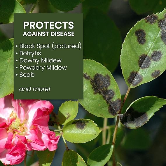 Natria 706250A Neem Oil Spray for Plants Pest Organic Disease Control, for Insects, 24-Ounce, Ready-to-Use - Image 3