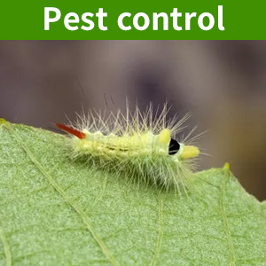 Plant Cover From Insects