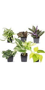 Sansevieria aloe vera