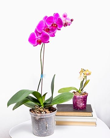 orchid pot slotted drainage with holes plant pot pots clear orchid+pot  repotting bark fertilizer