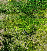 Power Spreader for Dewalt 18V & 20V Battery, Seed Spreader for Year-Round, Covers Up to 5,000 sq....