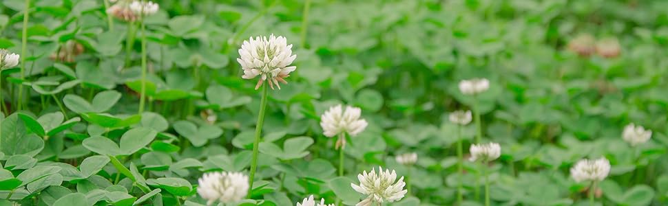 White Dutch clover