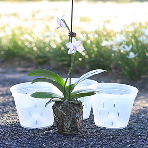 orchid pots planters