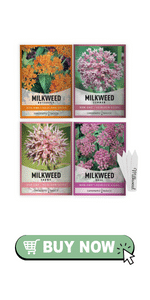 Milkweed seeds for monarch butterflies plants wildflower wild flower butterfly seeds common native