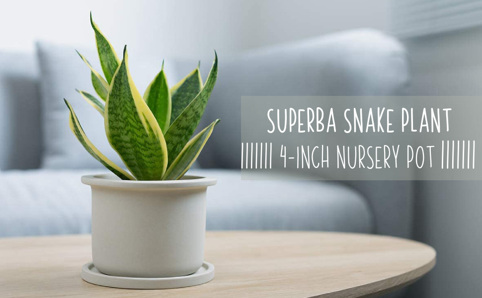 Sansevieria Superba 2023