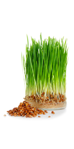 Wheatgrass