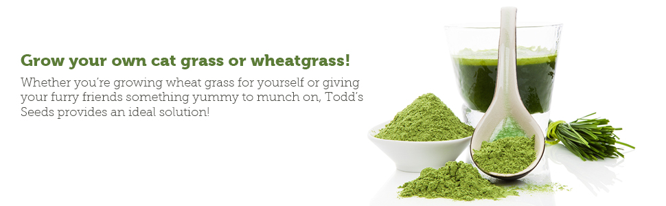 Todd's Seeds