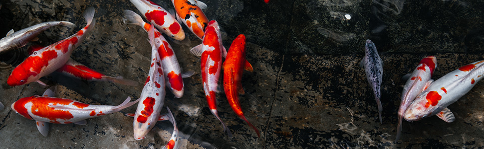 Koi Fish in clean pond