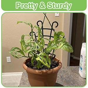 indoor plant trellis for potted plants climbing