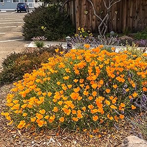california poppy flower