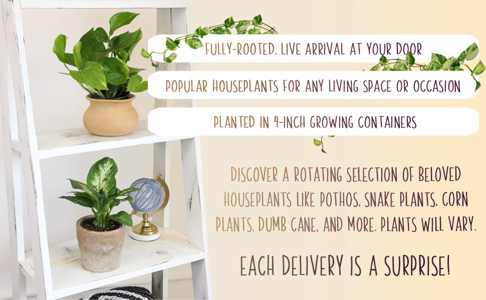 Popular Houseplant Delivery