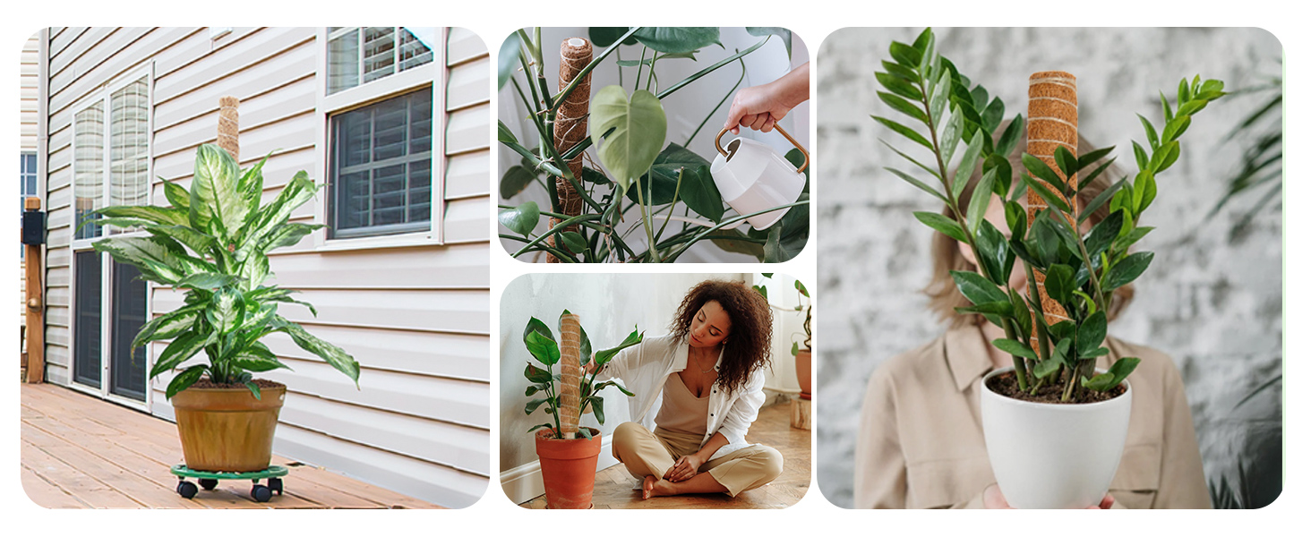 老款椰棕杆2只装高级06